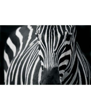 Fototapeta na ścianę - Zebra 2 - 175x115 cm