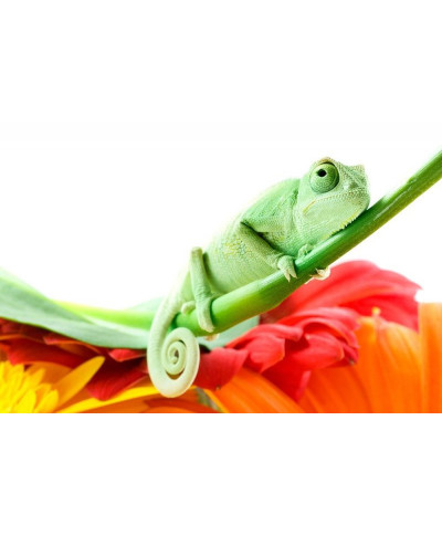 Fototapeta do salonu - Kameleon na kwiatku - 175x115 cm