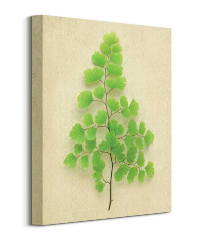 Maidenhair Fern - obraz na płótnie