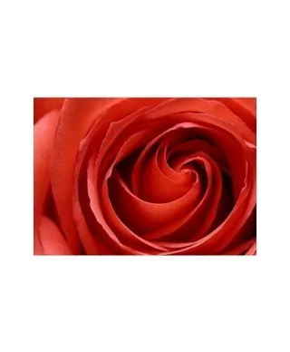 inside the rose - reprodukcja