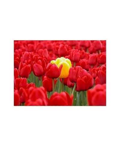 yellow tulip - reprodukcja