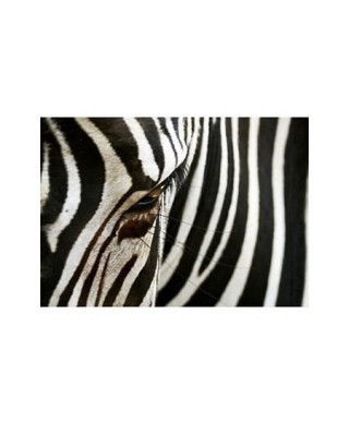 zebra - reprodukcja