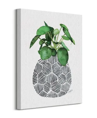 Chinese Money Plant - obraz na płótnie