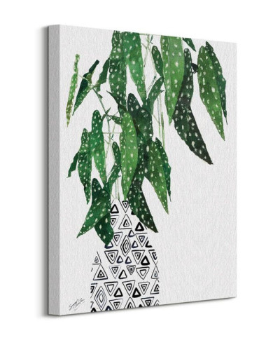 Polka Dot Begonia Plant - obraz na płótnie
