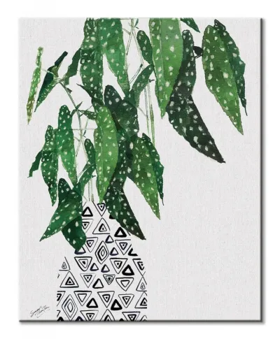 Polka Dot Begonia Plant - obraz na płótnie