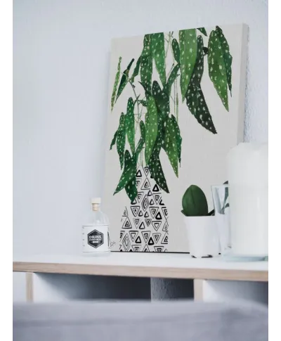 Polka Dot Begonia Plant - obraz na płótnie