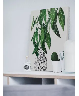 Polka Dot Begonia Plant - obraz na płótnie