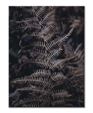Liść Paproci - obraz na płótnie