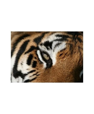 eye of the Tiger - reprodukcja