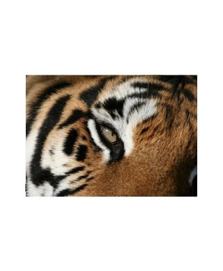 eye of the Tiger - reprodukcja