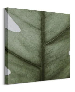 Monstera - obraz na płótnie