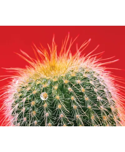 Kaktus - plakat