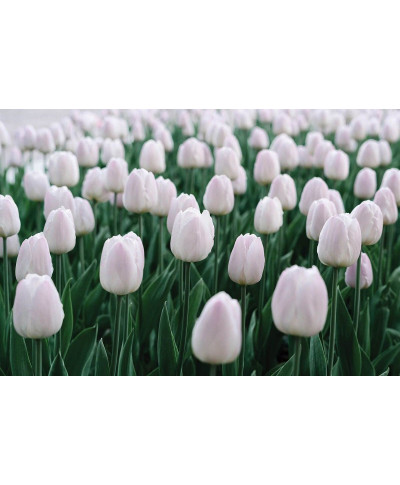 Białe Tulipany - plakat