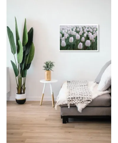 Białe Tulipany - plakat