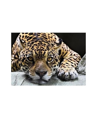 Jaguar - reprodukcja