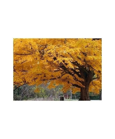 Beautiful Fall Color Tree - reprodukcja