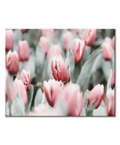 Obraz na ścianę - Różowe tulipany - 40x50 cm