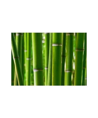 Bamboo forest - reprodukcja