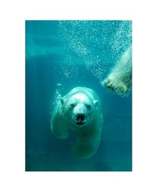 Niedźwiedź Polarny - reprodukcja