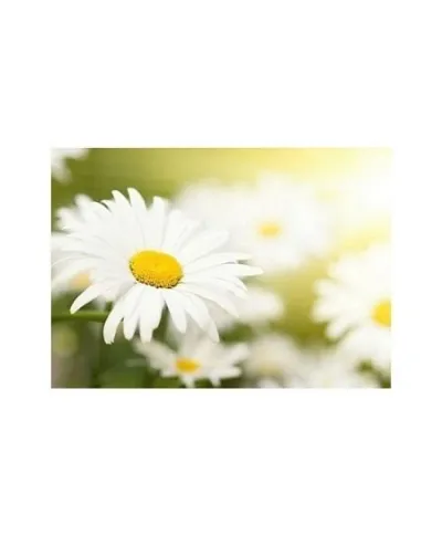 Camomile field - reprodukcja