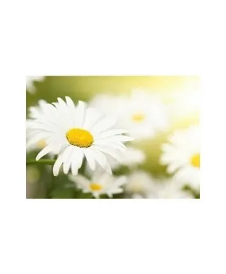 Camomile field - reprodukcja