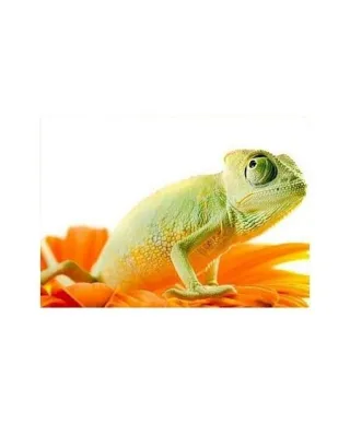 Chameleon on flower. Isolation on white - reprodukcja