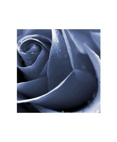 Niebieska Róża - reprodukcja