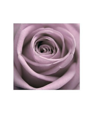 Pastelowa Róża - reprodukcja