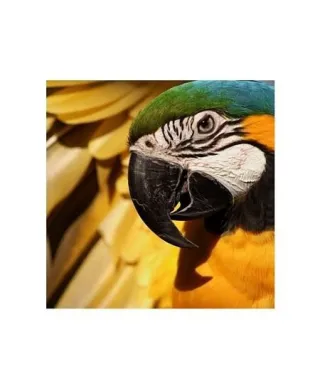 Arara Canide - reprodukcja