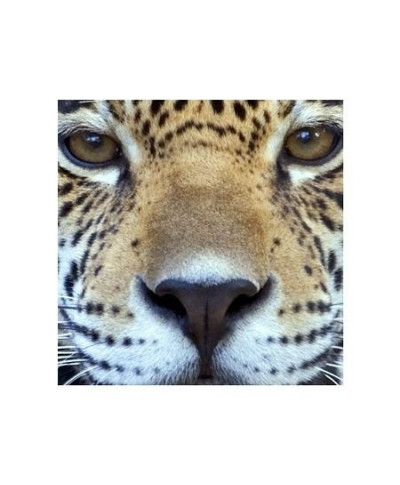 Leopard - reprodukcja