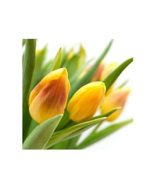 Żółte Tulipany - reprodukcja