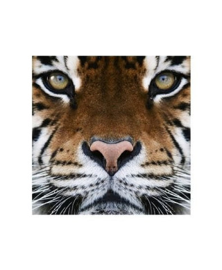 Tygrys - reprodukcja