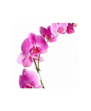 Orchidea - pink - reprodukcja