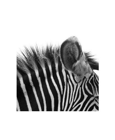 Gorgeous Zebra! - reprodukcja