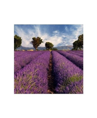 Lavender field in Provence, France - reprodukcja