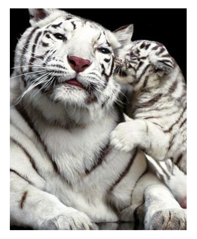 Tiger Kiss - plakat
