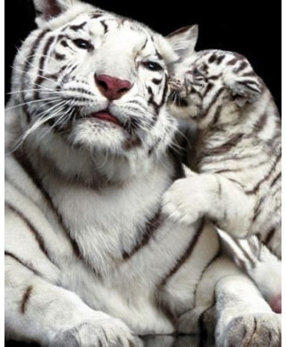 Tiger Kiss - plakat