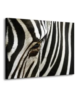 Obraz na płótnie - Zebra - 120x90 cm