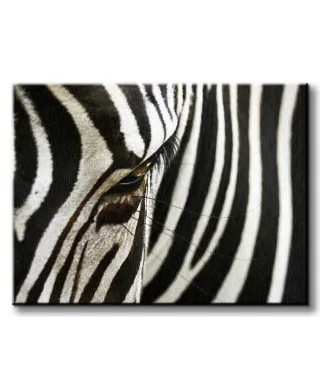 Obraz na płótnie - Zebra - 120x90 cm