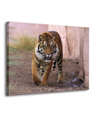 Obraz ścienny - Tygrys alfa - 120x90 cm