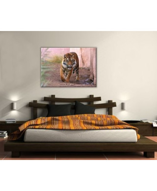 Obraz ścienny - Tygrys alfa - 120x90 cm