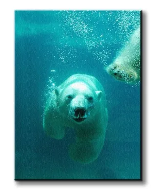 Obraz na wymiar - Niedźwiedź Polarny - 90x120 cm