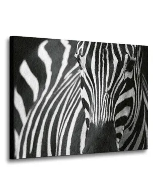 Obraz na płótnie - Zebra - 120x90 cm