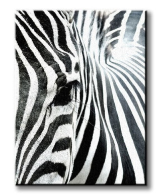 Obraz do sypialni - Zebra - 90x120 cm