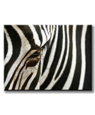 Obraz ze Zwierzętami - Zebra - 80x60 cm