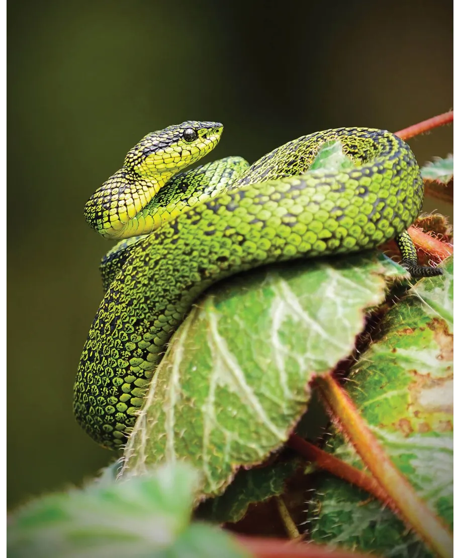 Zielony Wąż - plakat