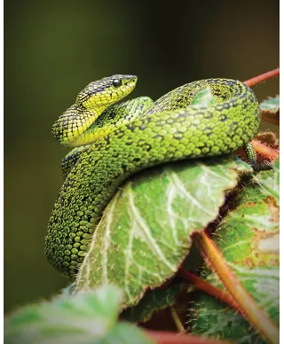 Zielony Wąż - plakat