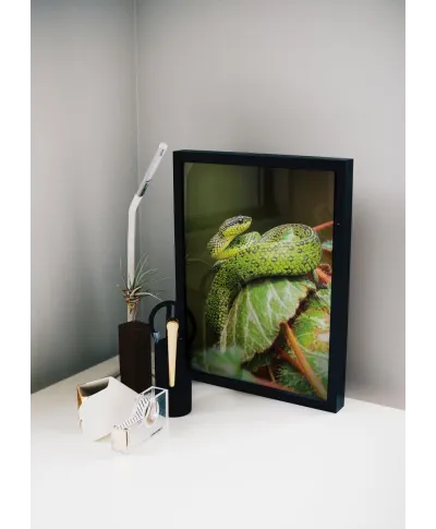 Zielony Wąż - plakat