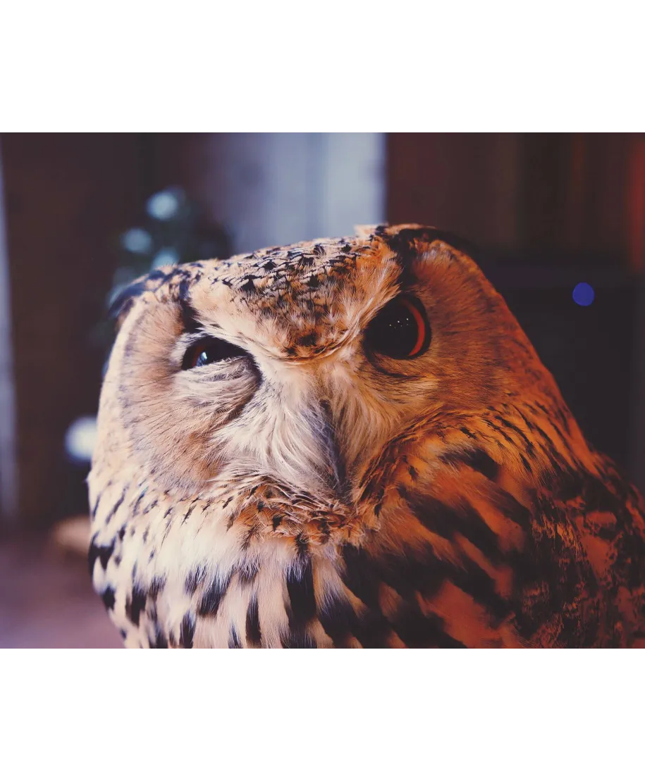 Wścibska sowa - plakat