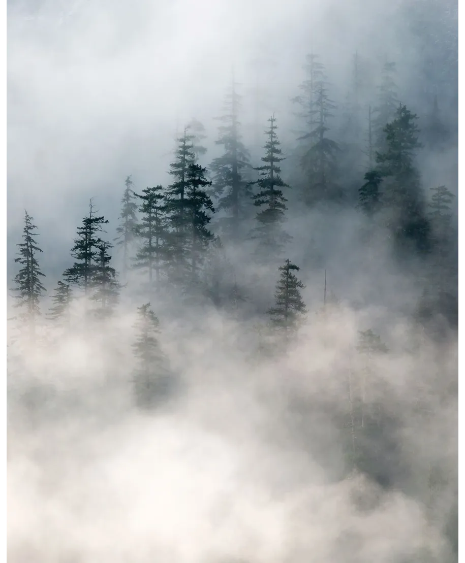 Zamglony las - plakat